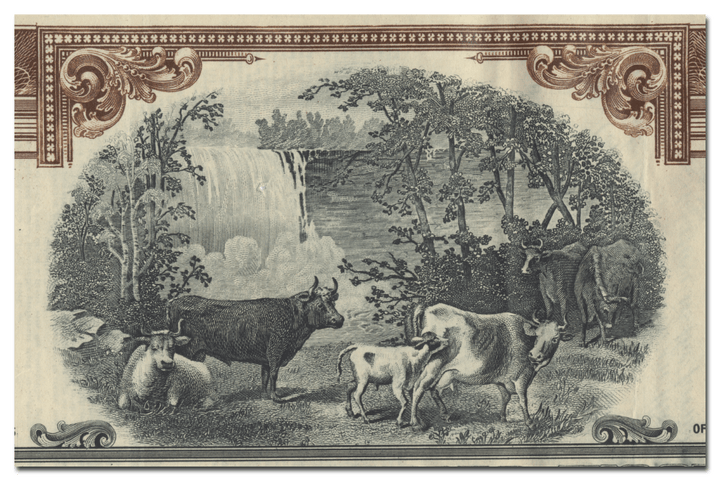 Foremost Dairy Products, Incorporated Stock Certificate