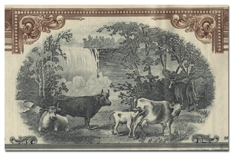 Foremost Dairy Products, Incorporated Stock Certificate